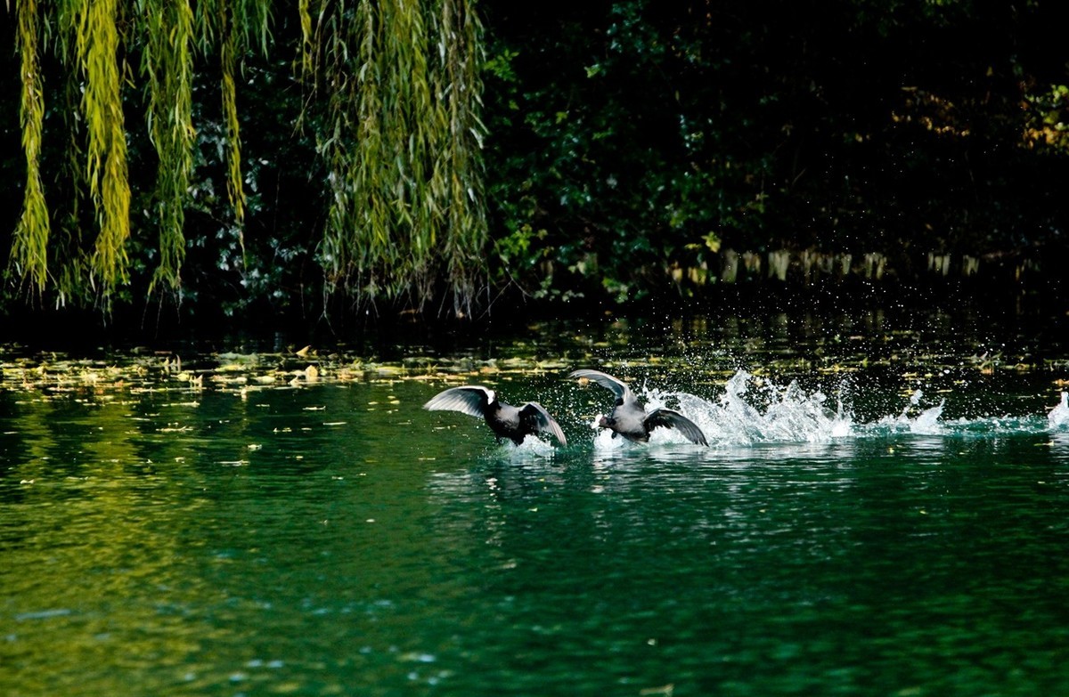 初冬——欢腾的黑水鸡（二）
