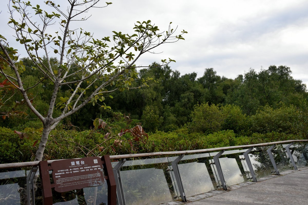 2025春节 广东行（95）“海上森林”