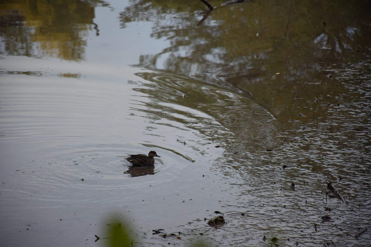 2025春节 广东行（95）“海上森林”
