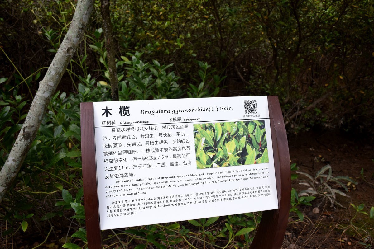 2025春节 广东行（95）“海上森林”