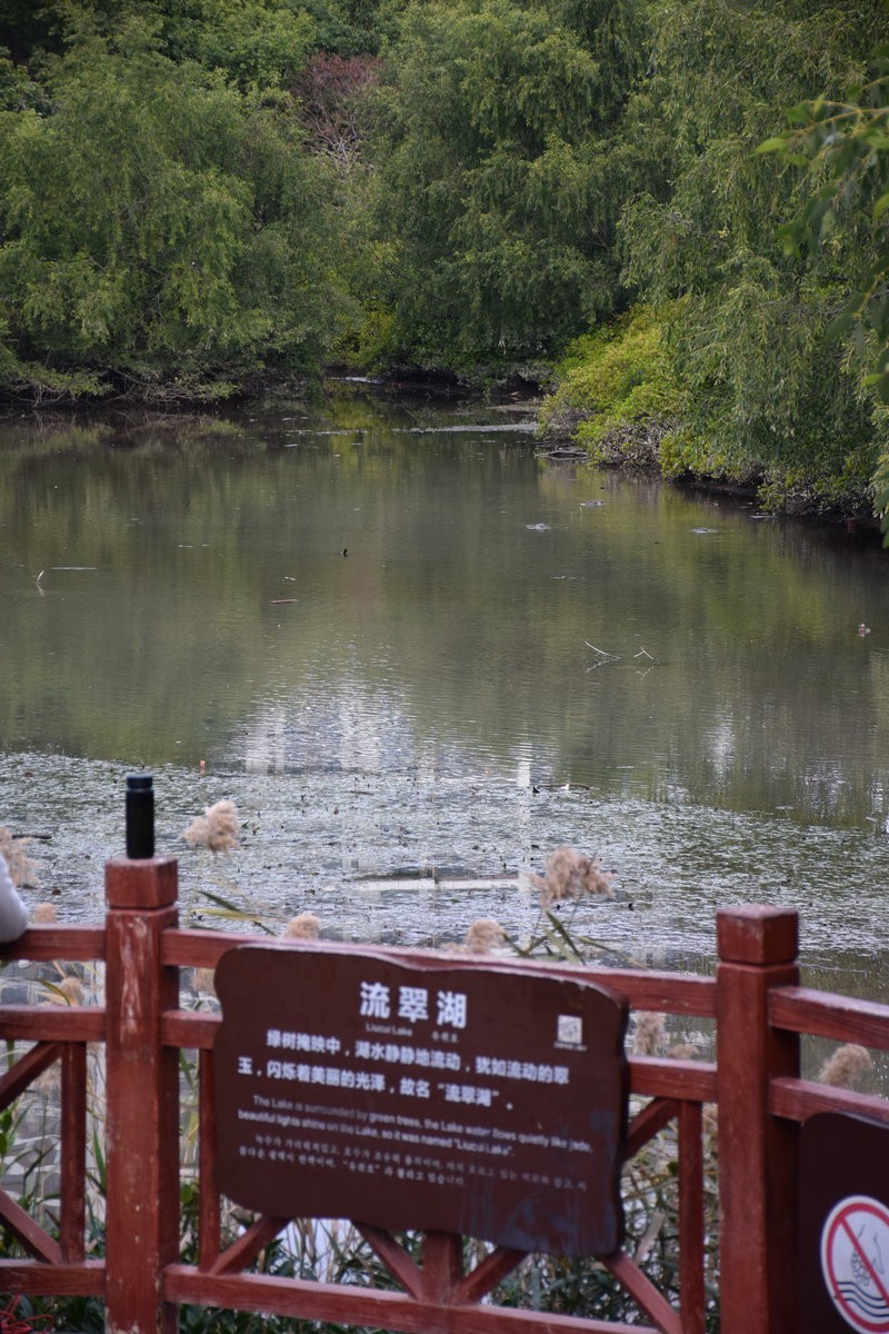 2025春节 广东行（95）“海上森林”