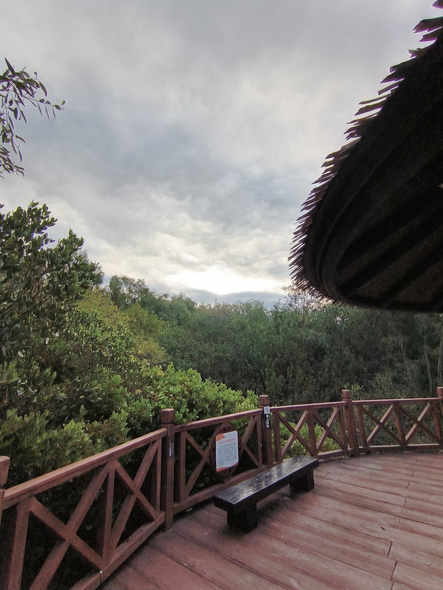 2025春节 广东行（95）“海上森林”