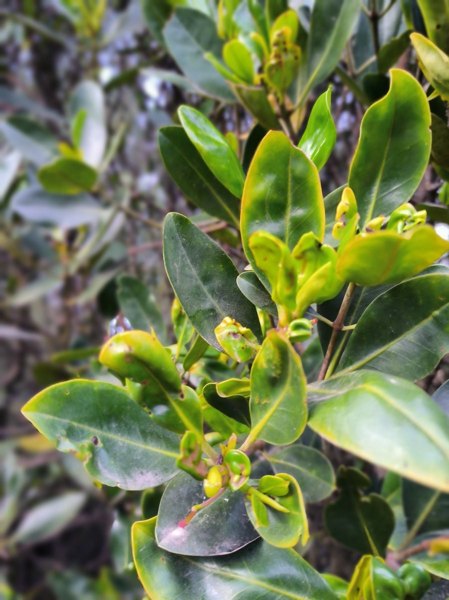 2025春节 广东行（95）“海上森林”