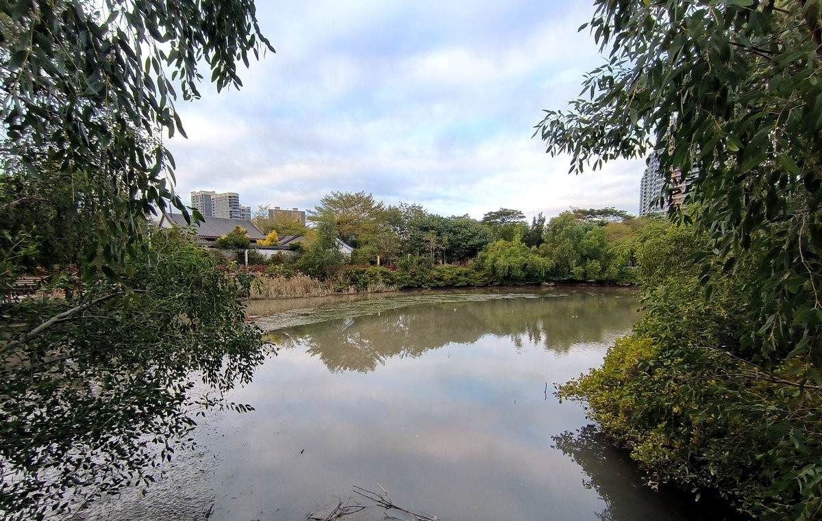 2025春节 广东行（95）“海上森林”