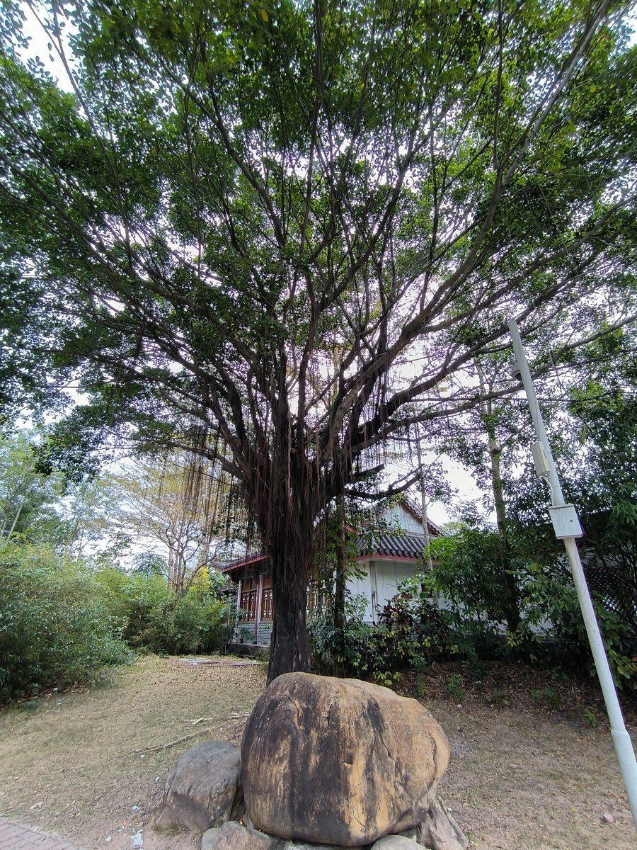 2025春节 广东行（95）“海上森林”