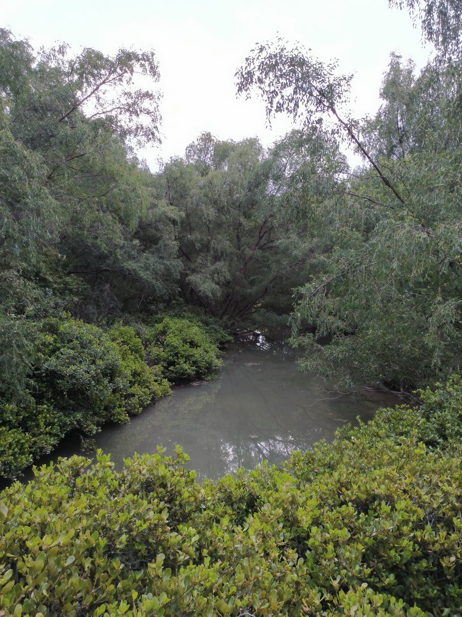 2025春节 广东行（95）“海上森林”