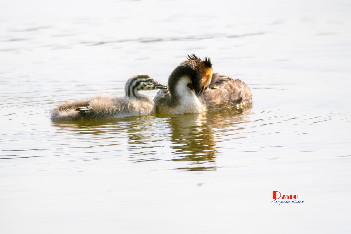 可爱的PI鹈（48）