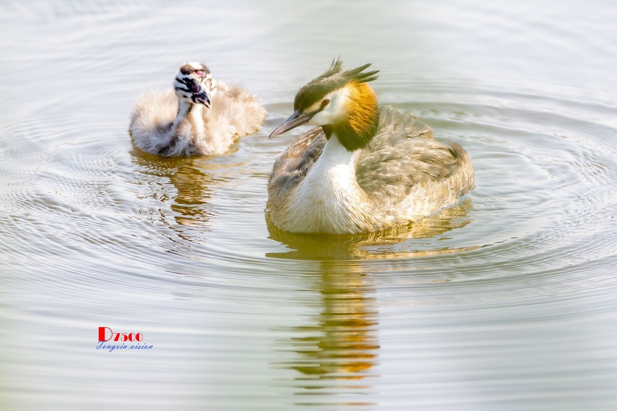 可爱的PI鹈（48）