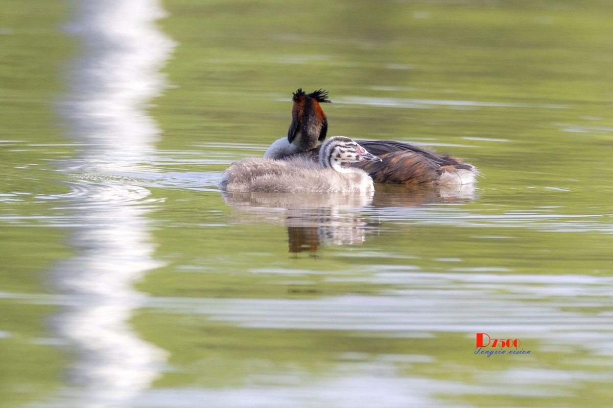 可爱的PI鹈（48）