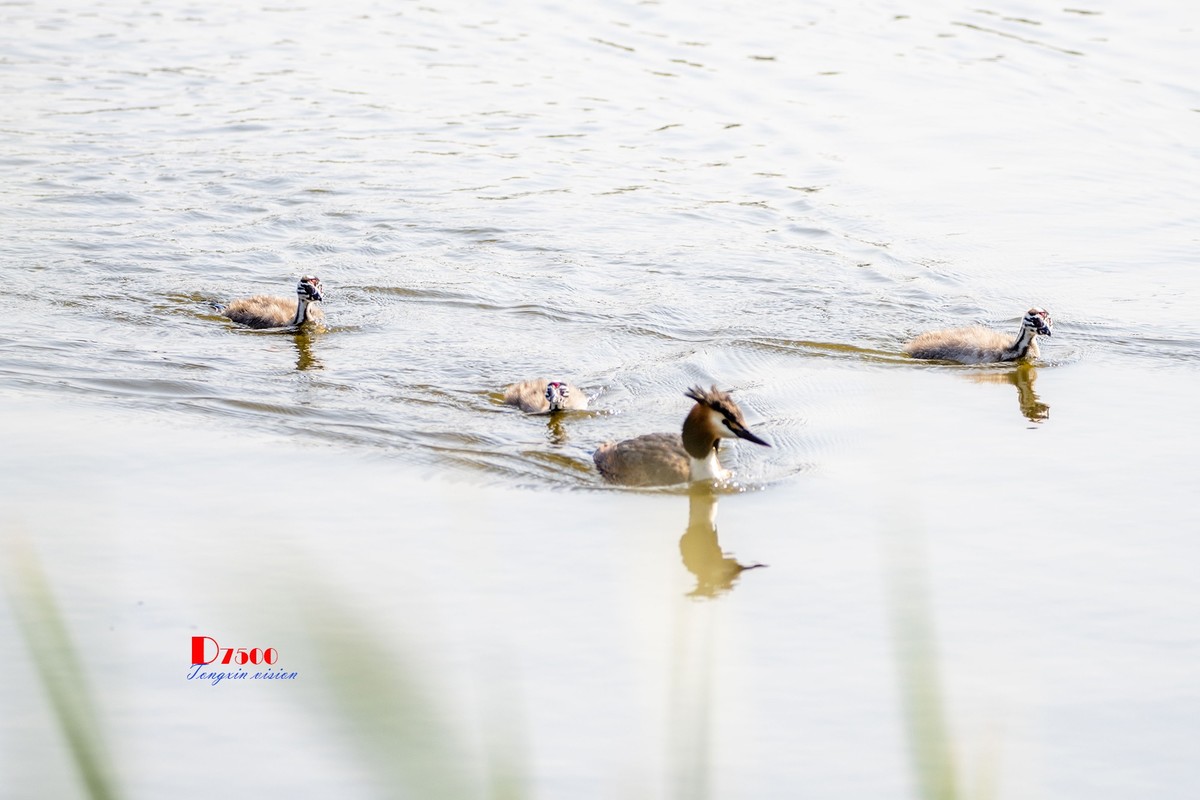 可爱的PI鹈（48）