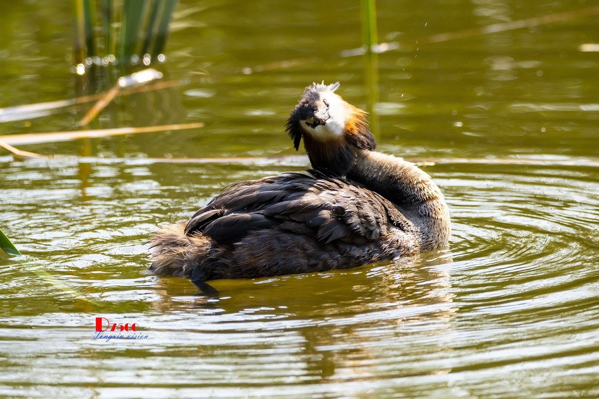 可爱的PI鹈（48）