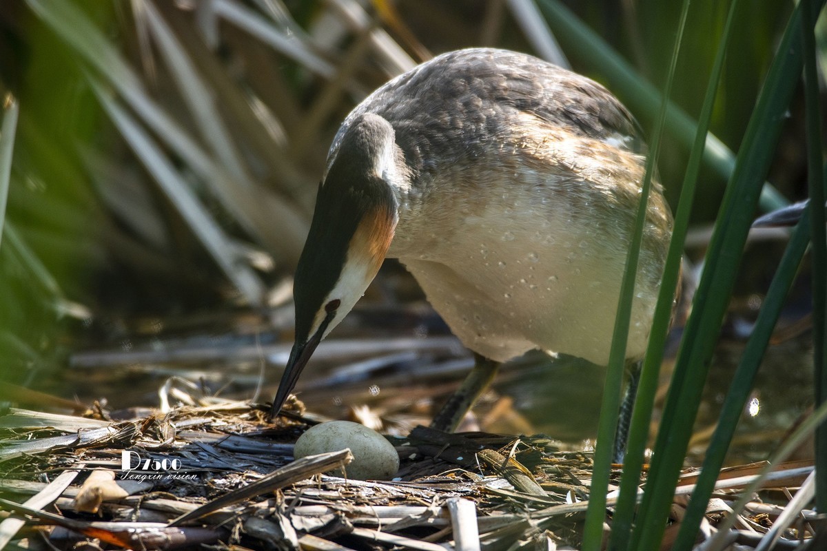 可爱的PI鹈（48）