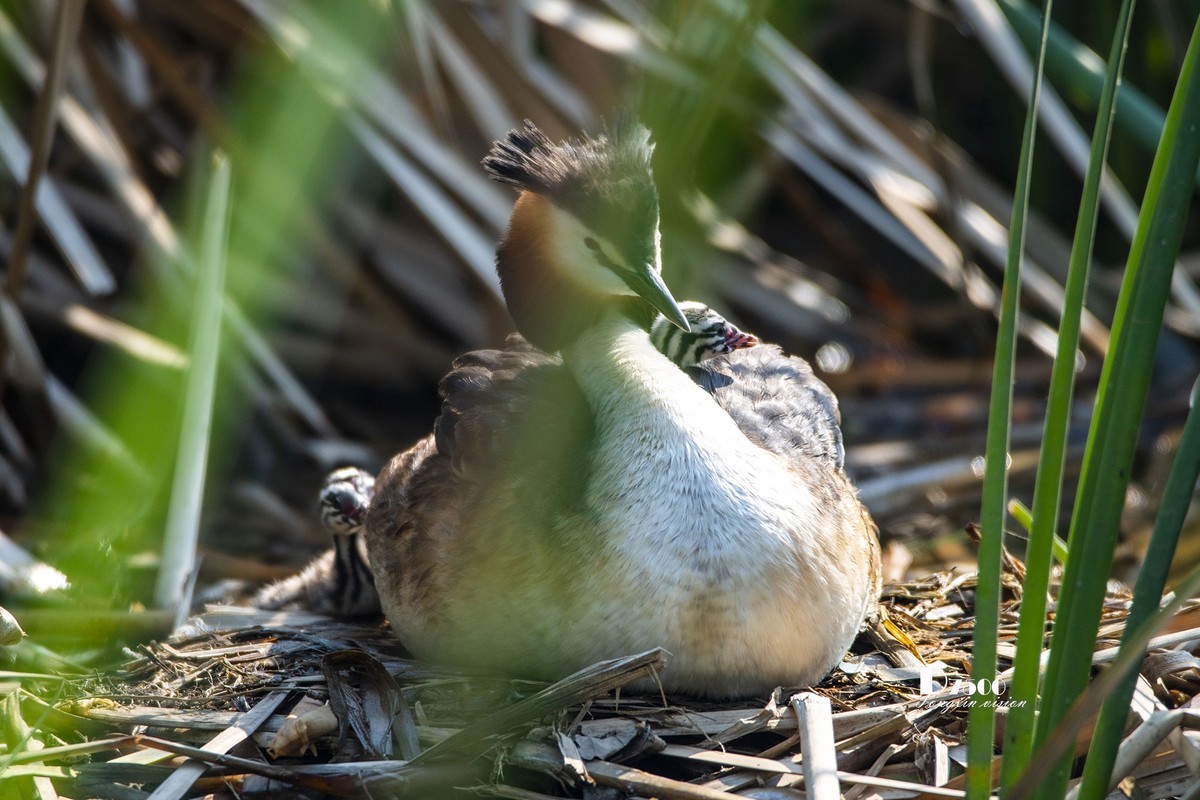 可爱的PI鹈（48）