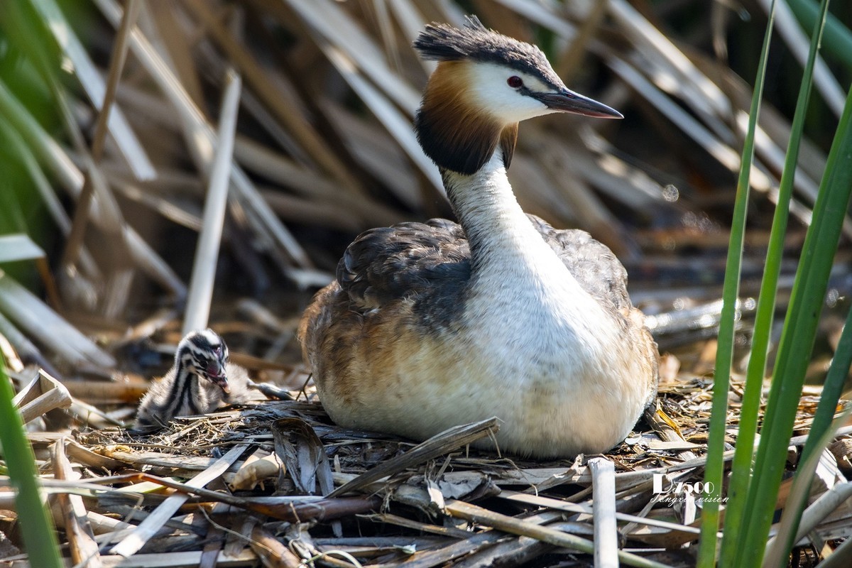 可爱的PI鹈（48）