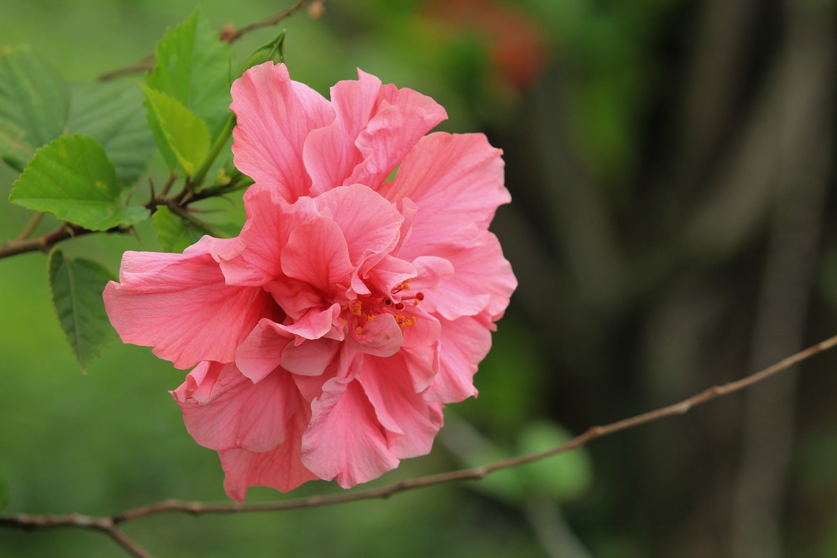 拍摄花卉一（630）