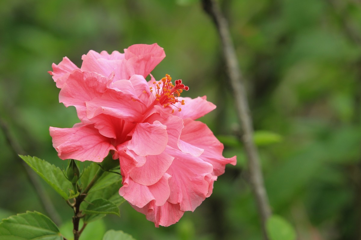 拍摄花卉一（630）