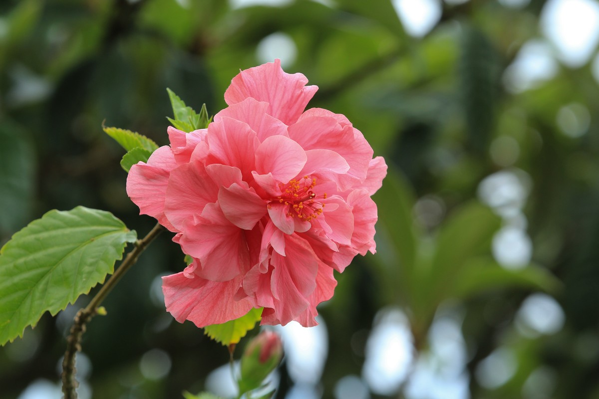 拍摄花卉一（630）