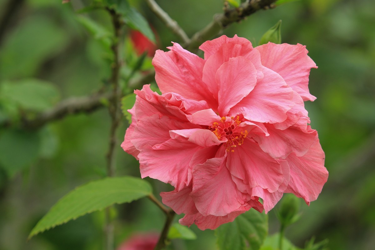 拍摄花卉一（630）