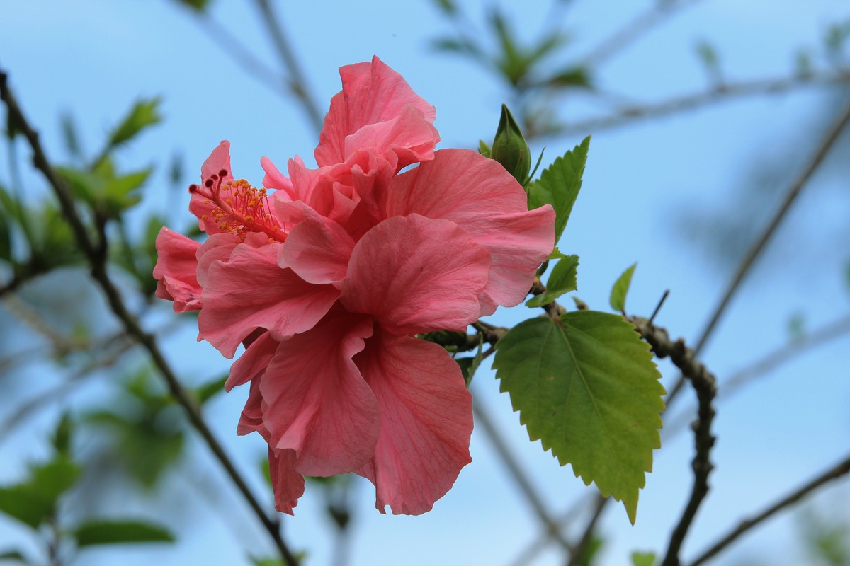 拍摄花卉一（630）