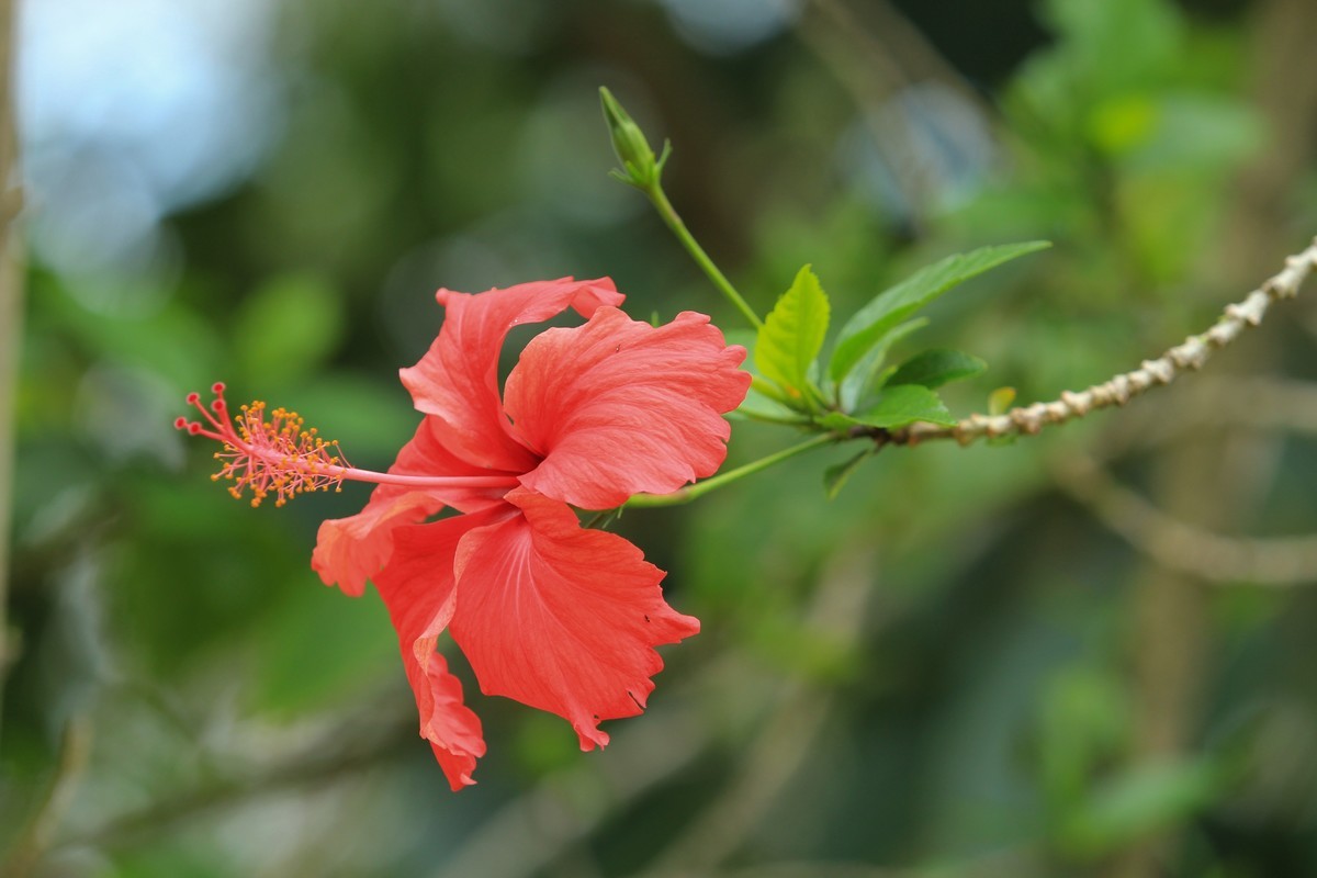 拍摄花卉一（630）