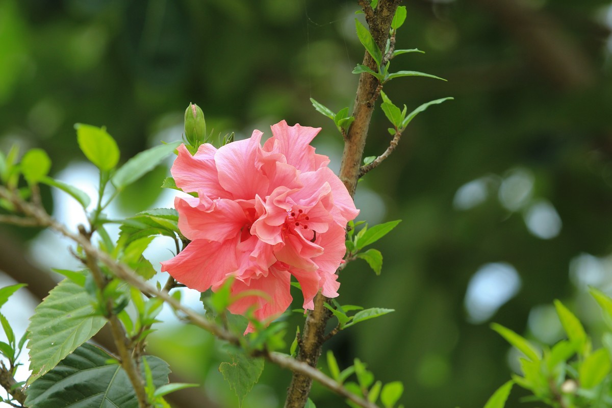 拍摄花卉一（630）