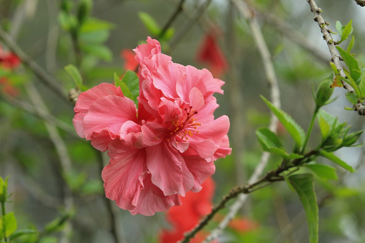 拍摄花卉一（630）