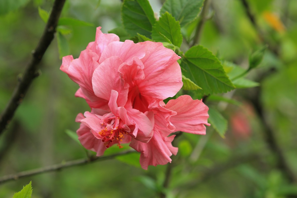 拍摄花卉一（630）