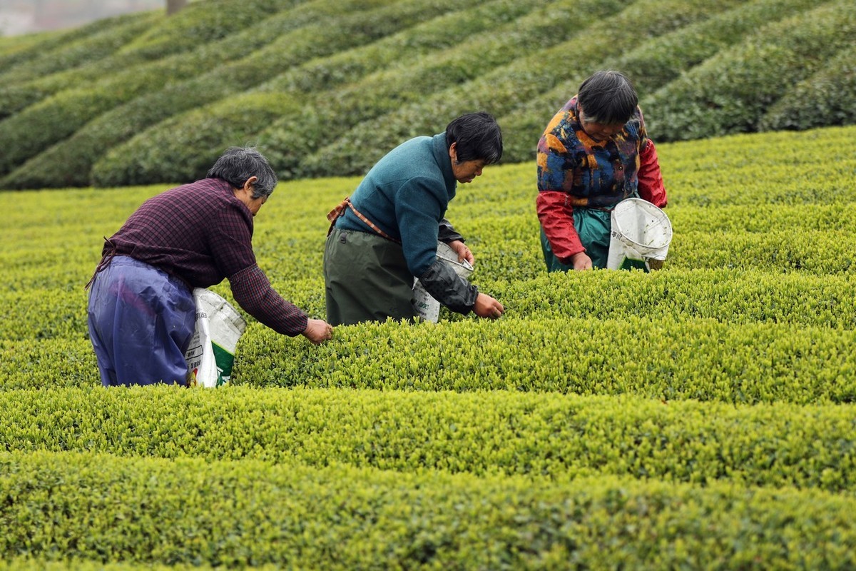 乡里乡亲---明前采茶忙