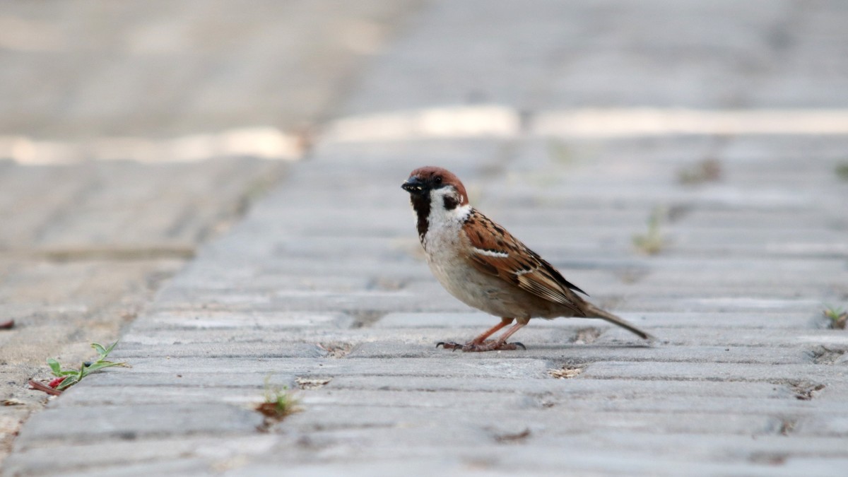  A group of small sparrows foraging on the ground.