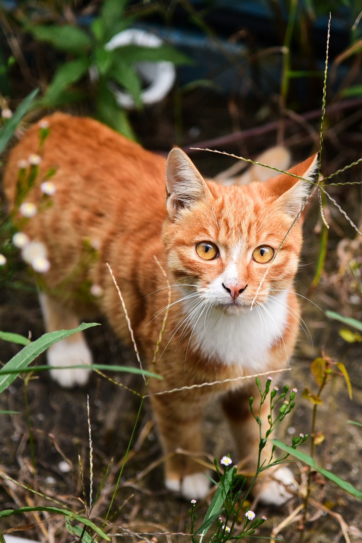 难得回来，跟新朋老友问个好！