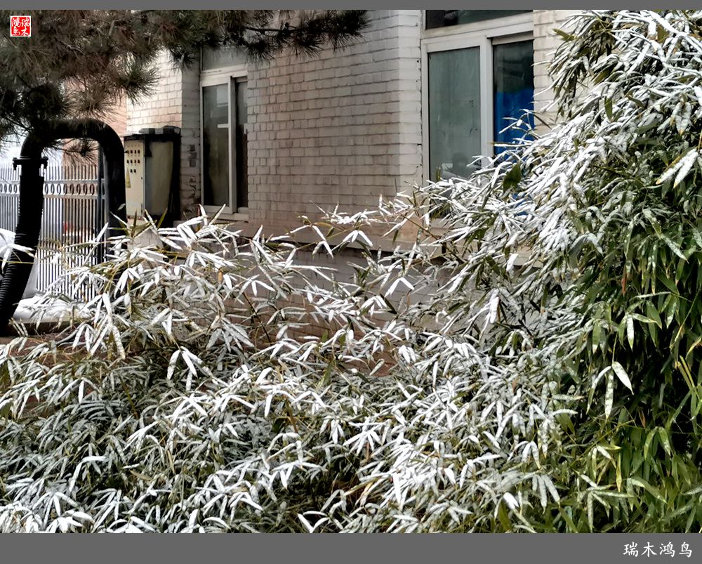 【手机随拍】2023年京城初雪-中关村在线摄影论坛