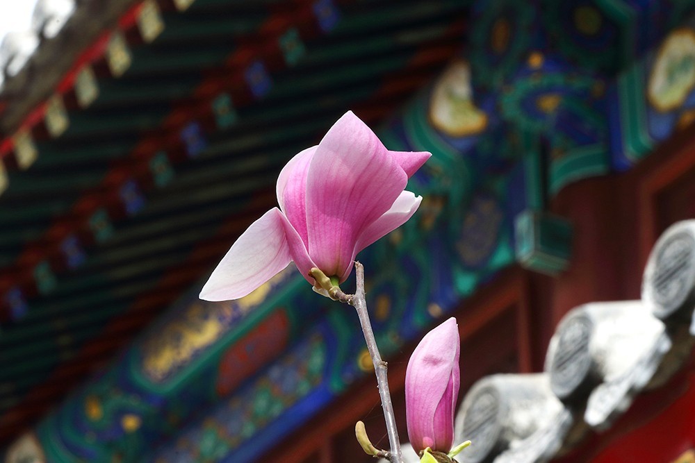 玉兰花开-中关村在线摄影论坛