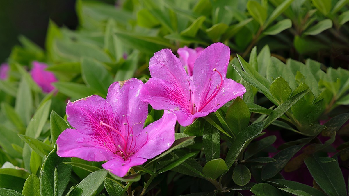 雨后杜鹃