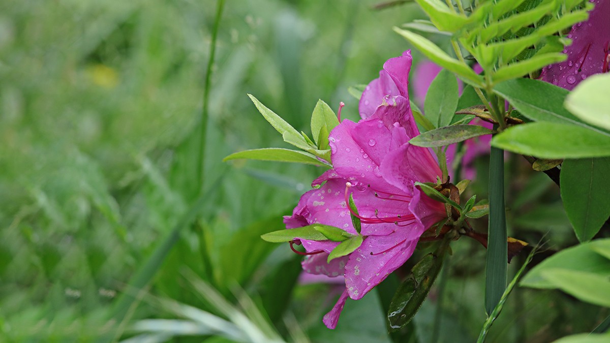雨后杜鹃
