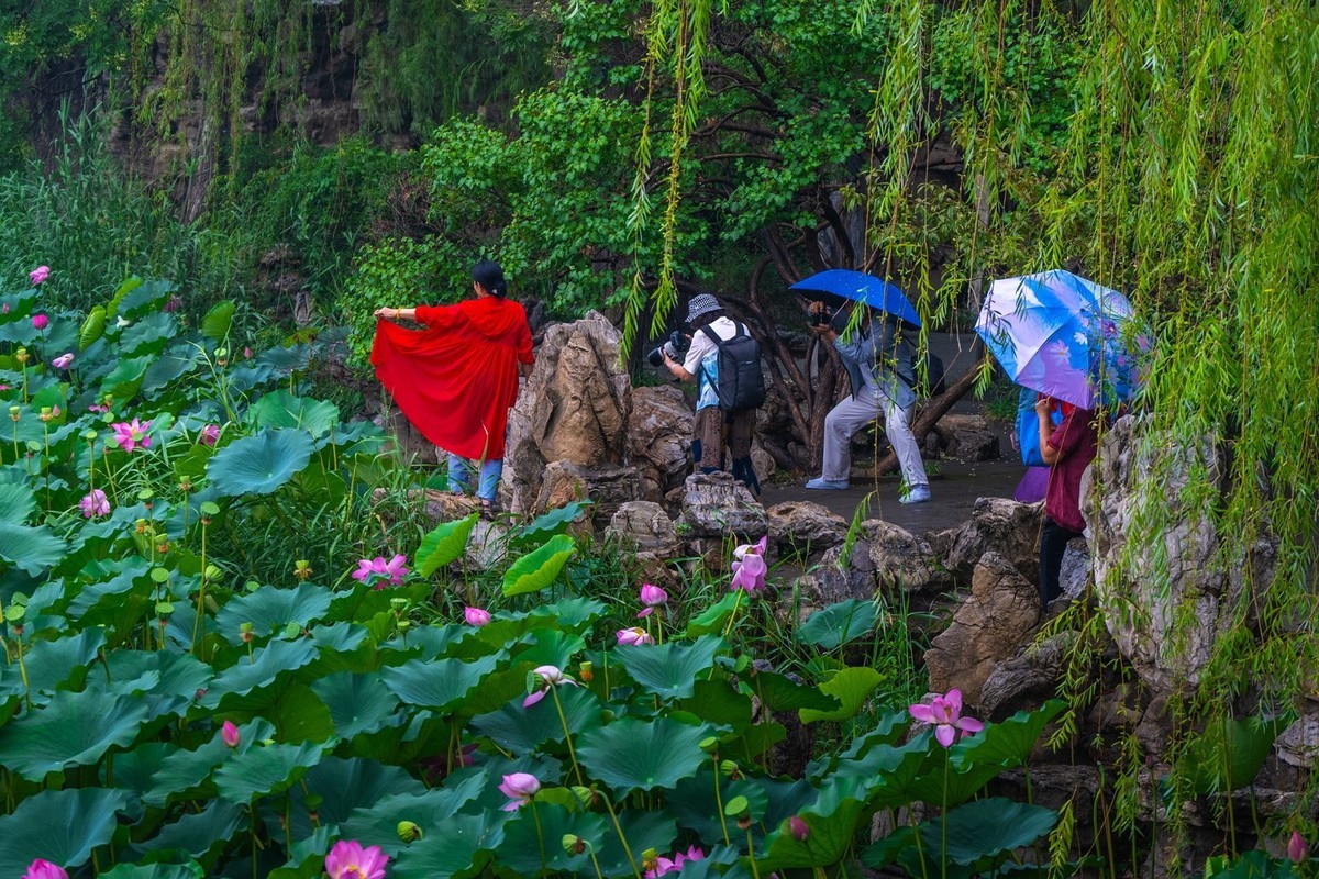荷花飘香系列图片(6)雨中赏荷(上)