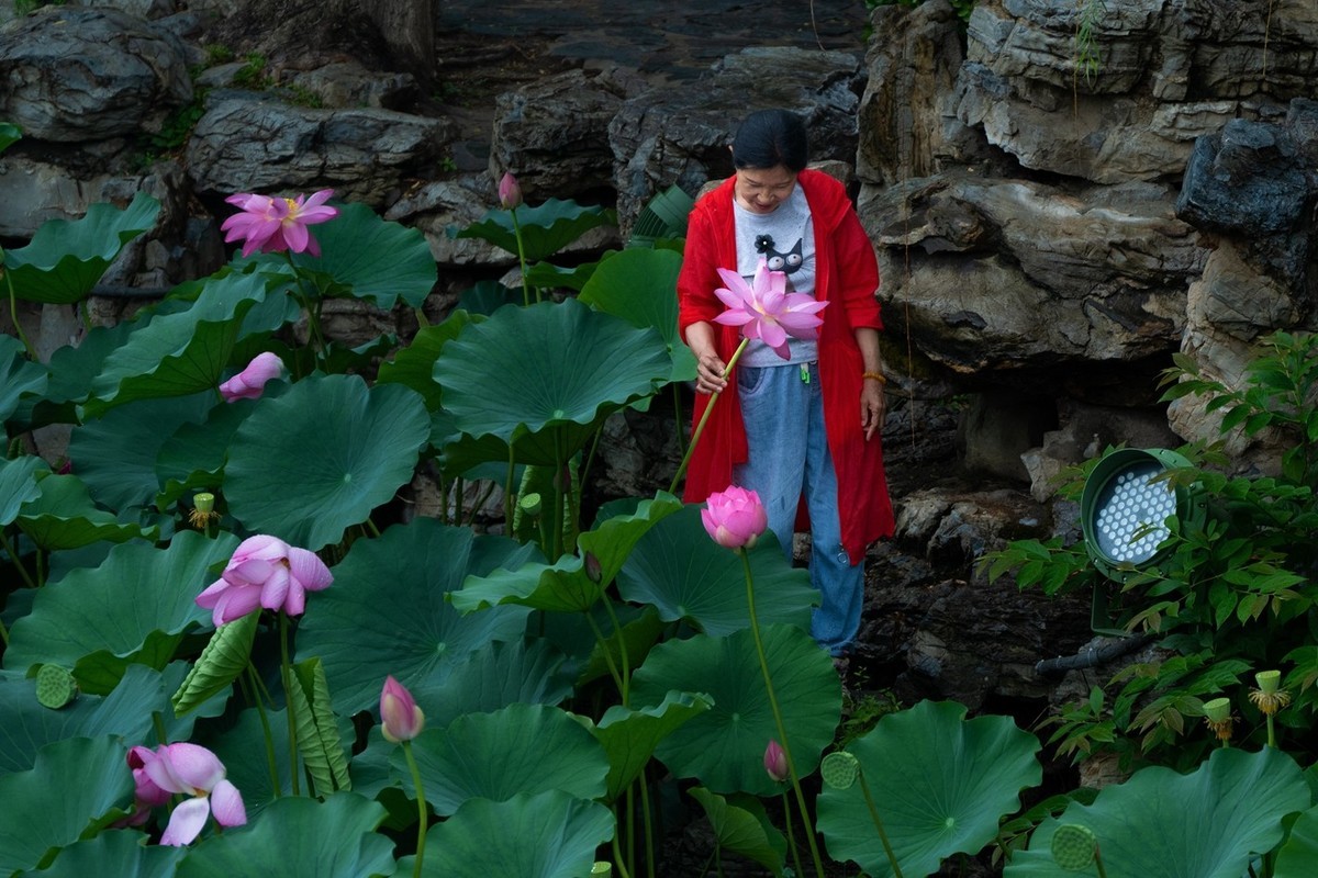 荷花飘香系列图片(6)雨中赏荷(上)