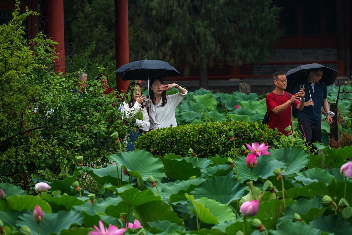 荷花飘香系列图片(6)雨中赏荷(上)