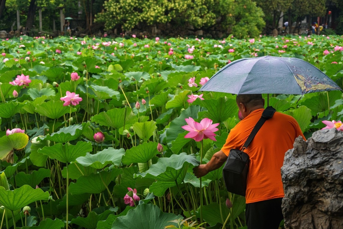 荷花飘香系列图片(6)雨中赏荷(上)