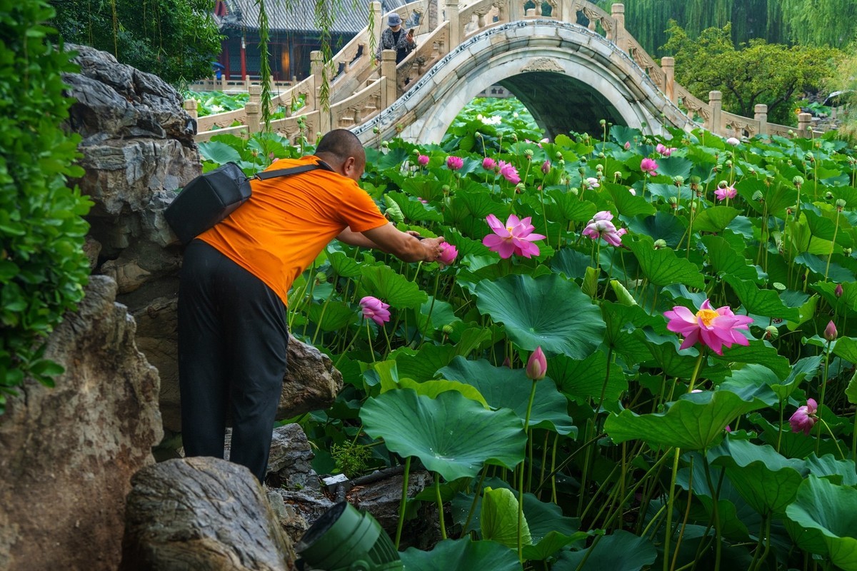 荷花飘香系列图片(6)雨中赏荷(上)