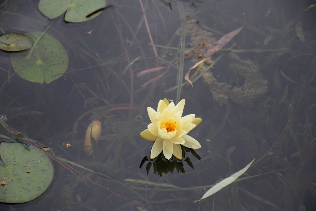 2024秋 江汉行（6）美丽的湖泊-- 洪湖