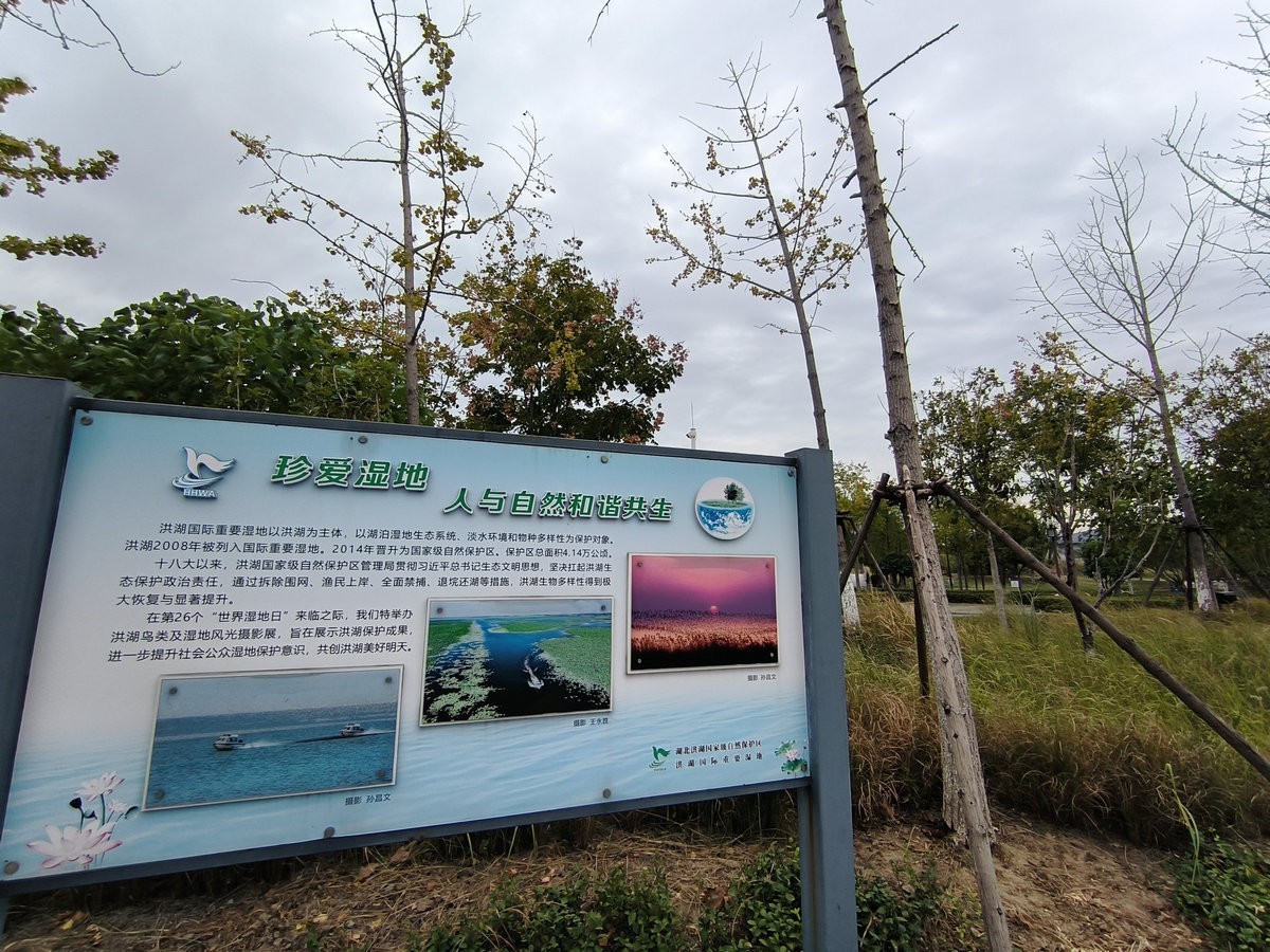 2024秋 江汉行（6）美丽的湖泊-- 洪湖