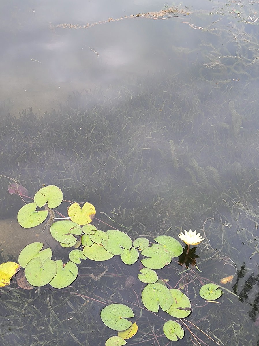 2024秋 江汉行（6）美丽的湖泊-- 洪湖