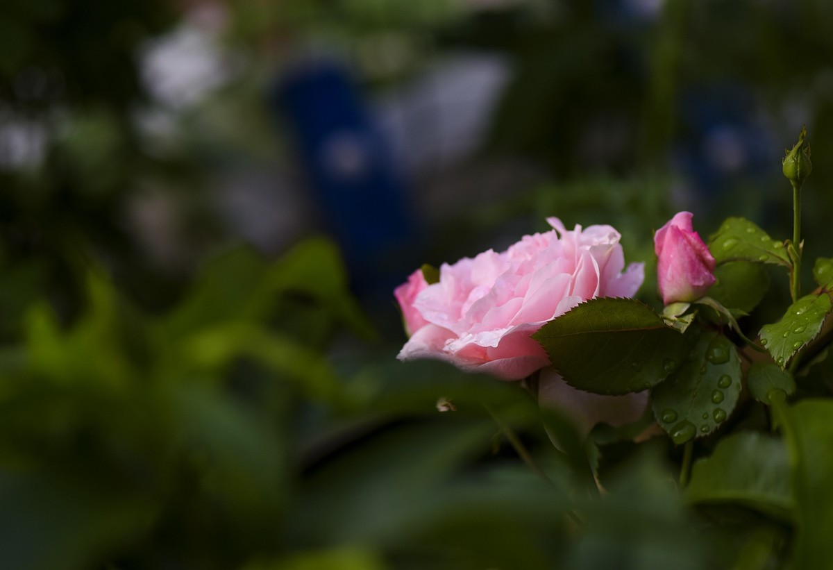 月季花与虞美人