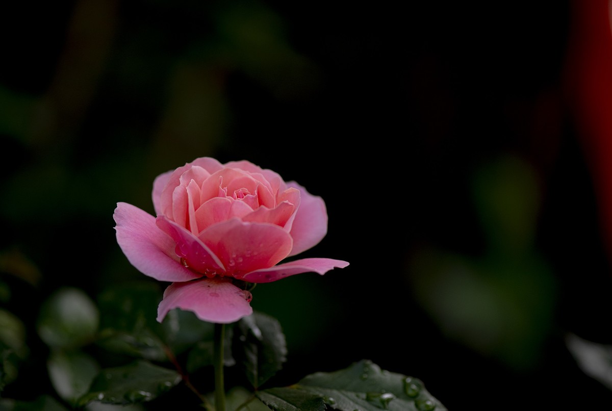 月季花与虞美人