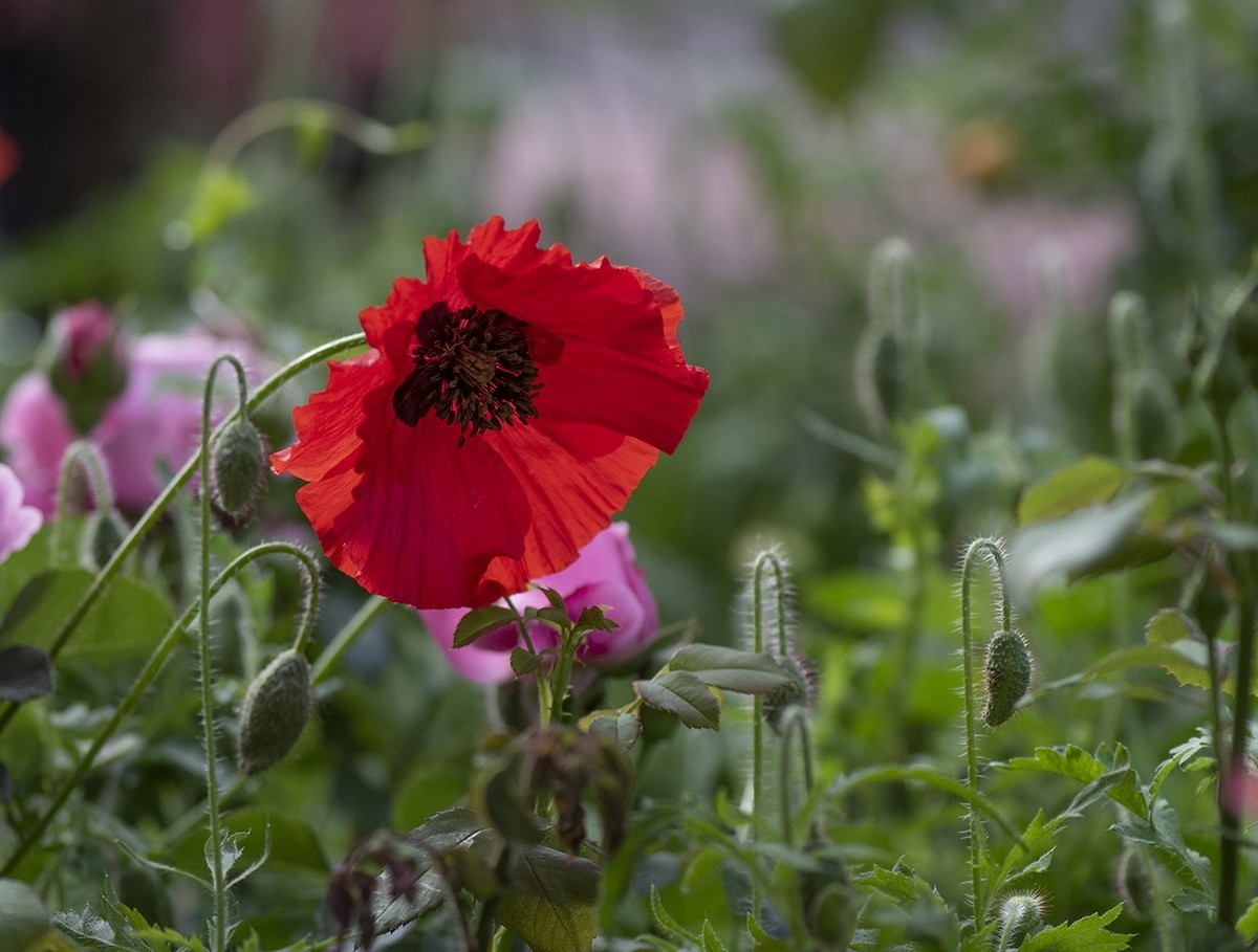 月季花与虞美人
