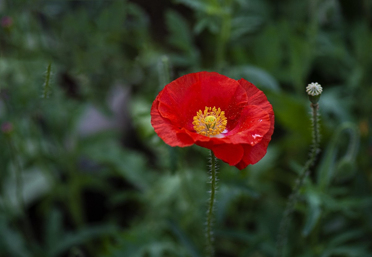 月季花与虞美人