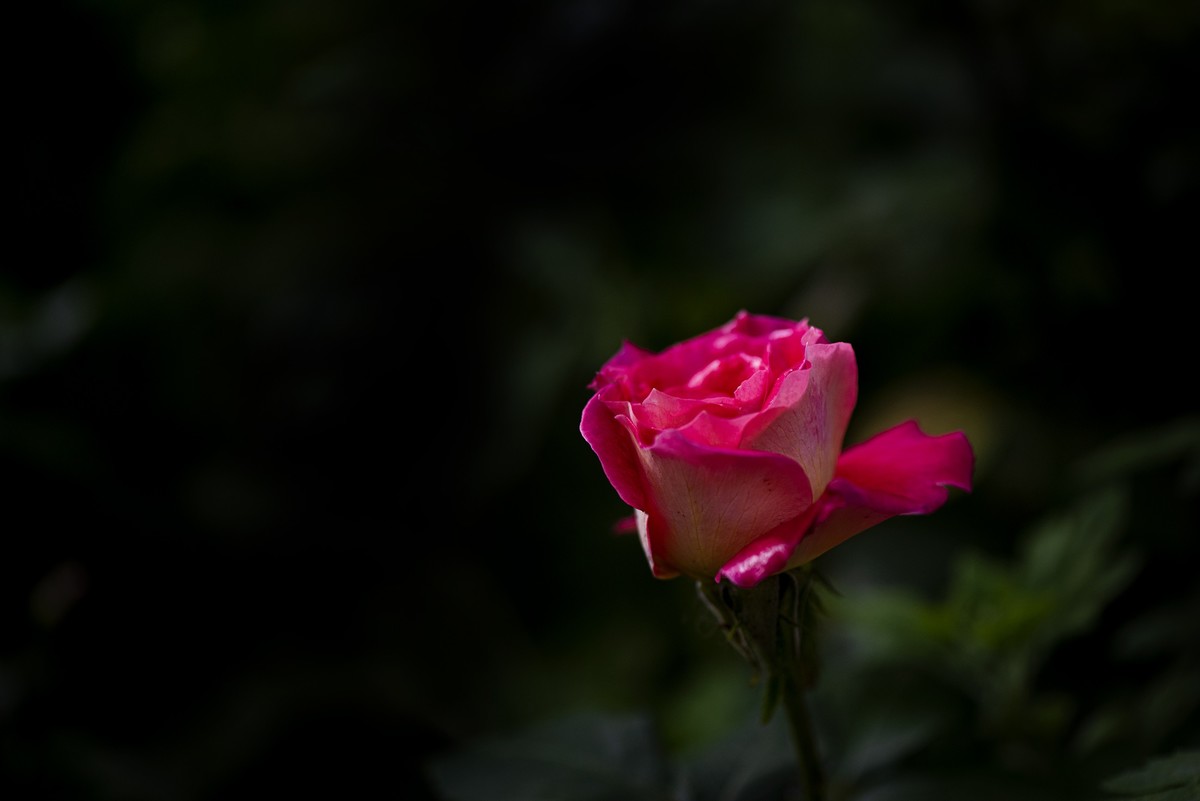 月季花与虞美人