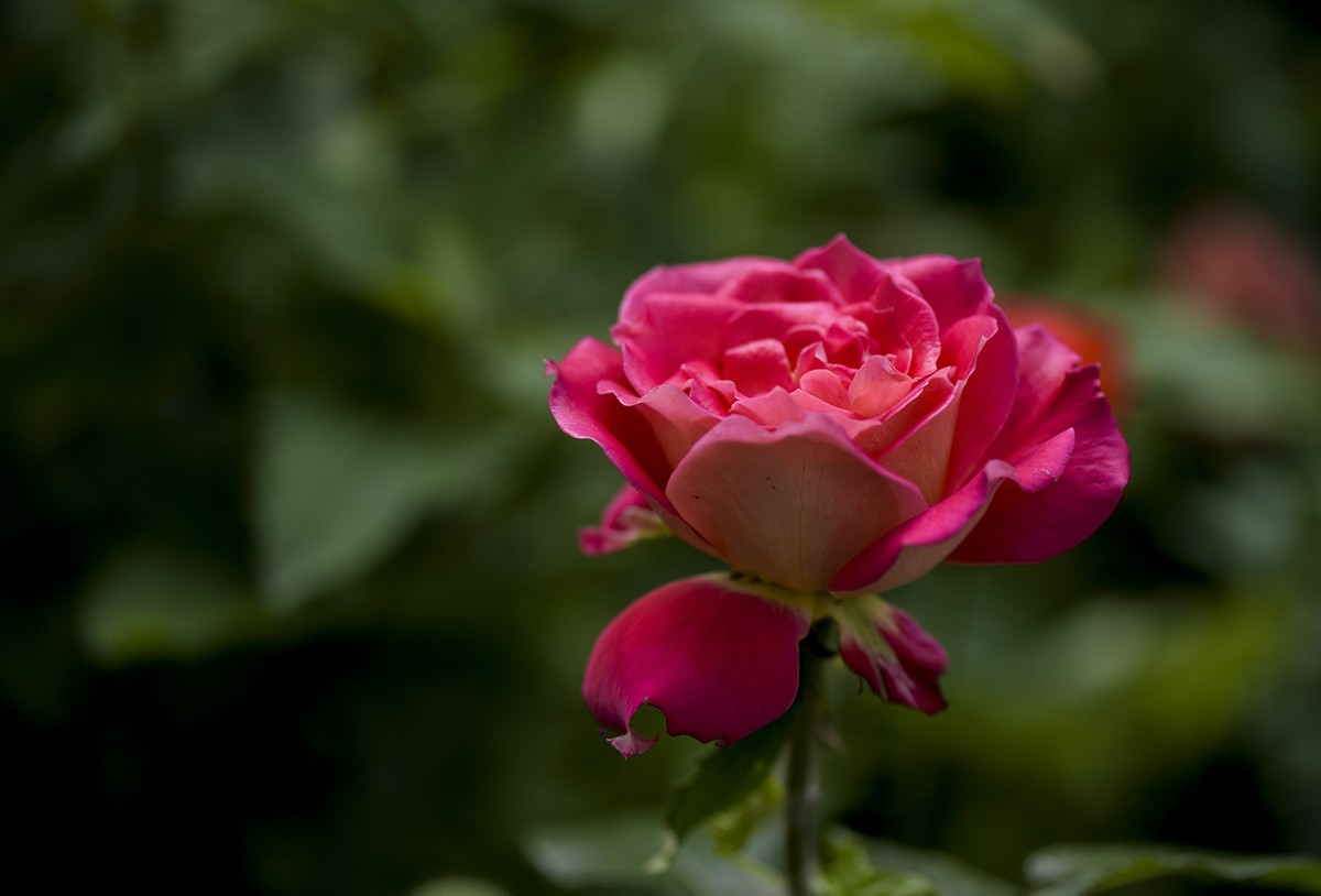 月季花与虞美人