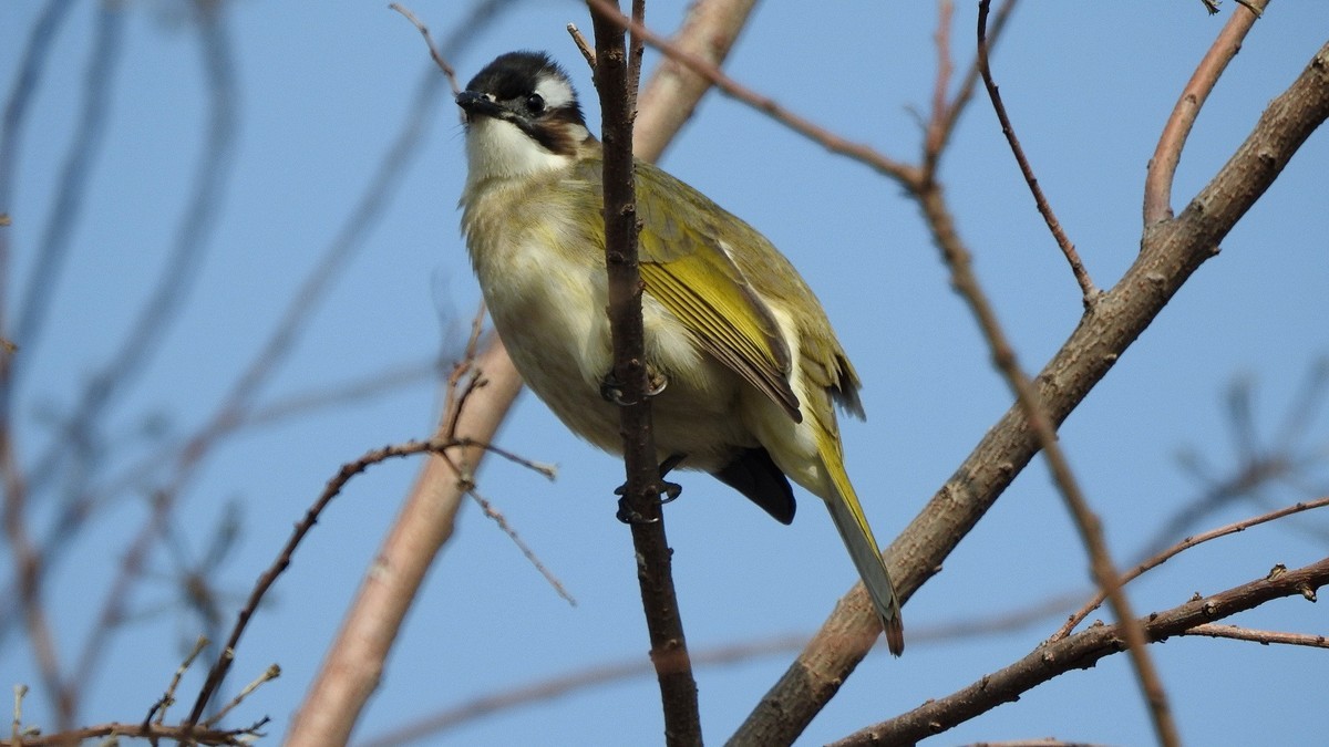 晴好…拿个p900s…县城闲逛〔续〕