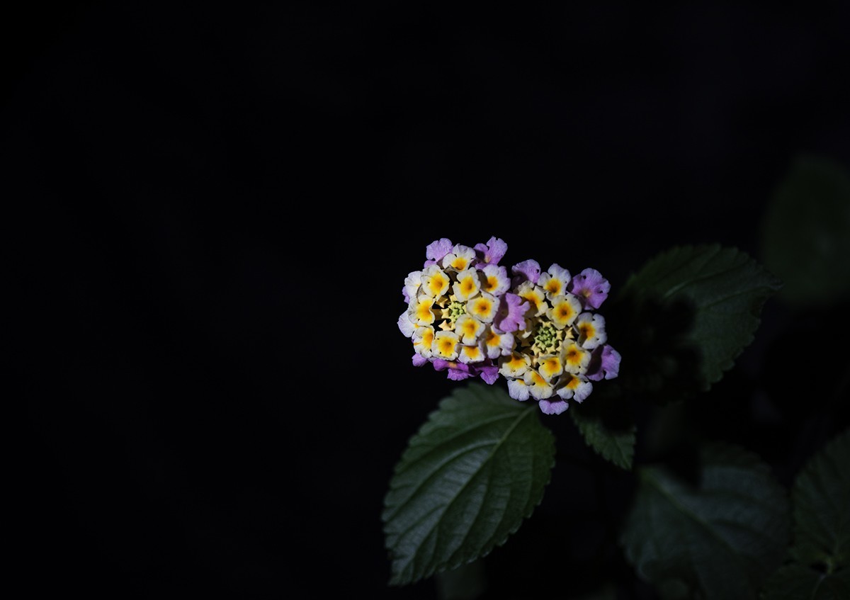 闪光灯下的五彩梅